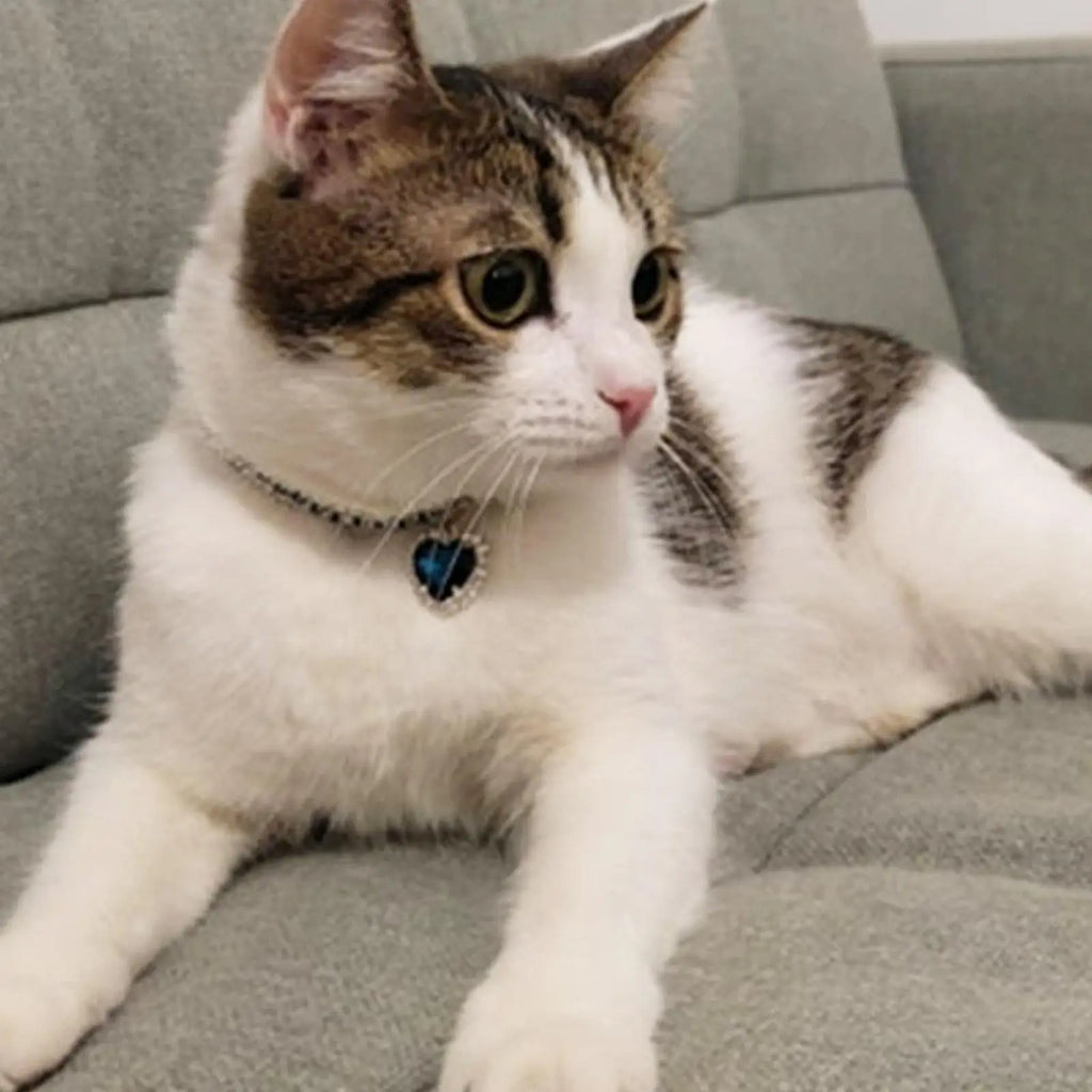 Kristallhalsband für Haustiere