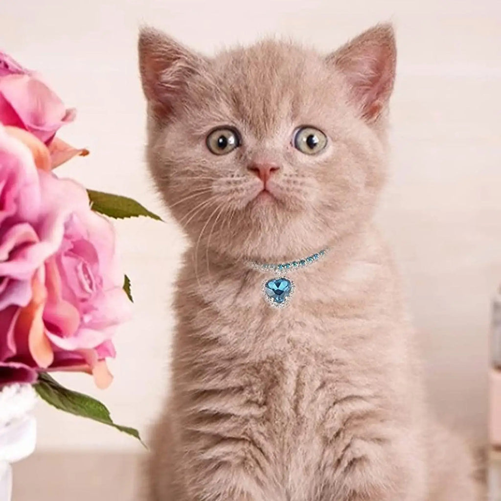 Kristallhalsband für Haustiere